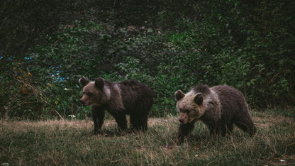 Dusk Wildlife Observation - Rila, Bulgaria