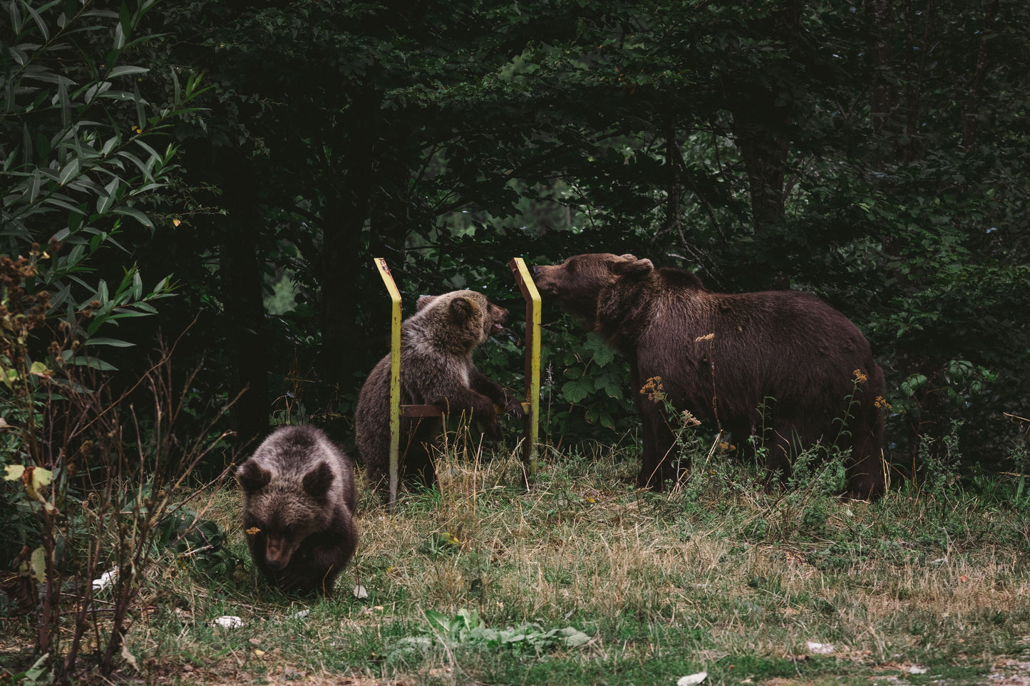 Dusk Wildlife Observation - Rila, Bulgaria