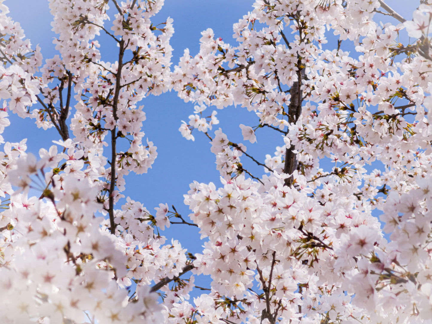 🌸 Last Cherry Blossom Walk - Spring Picnic with a Botanist