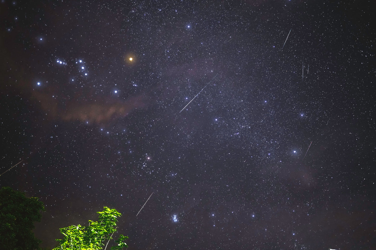 Perseids Meteor Shower & Night Wildlife Expedition