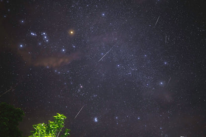 Perseids Meteor Shower & Night Wildlife Expedition