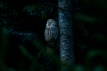 Perseids Meteor Shower & Night Wildlife Expedition