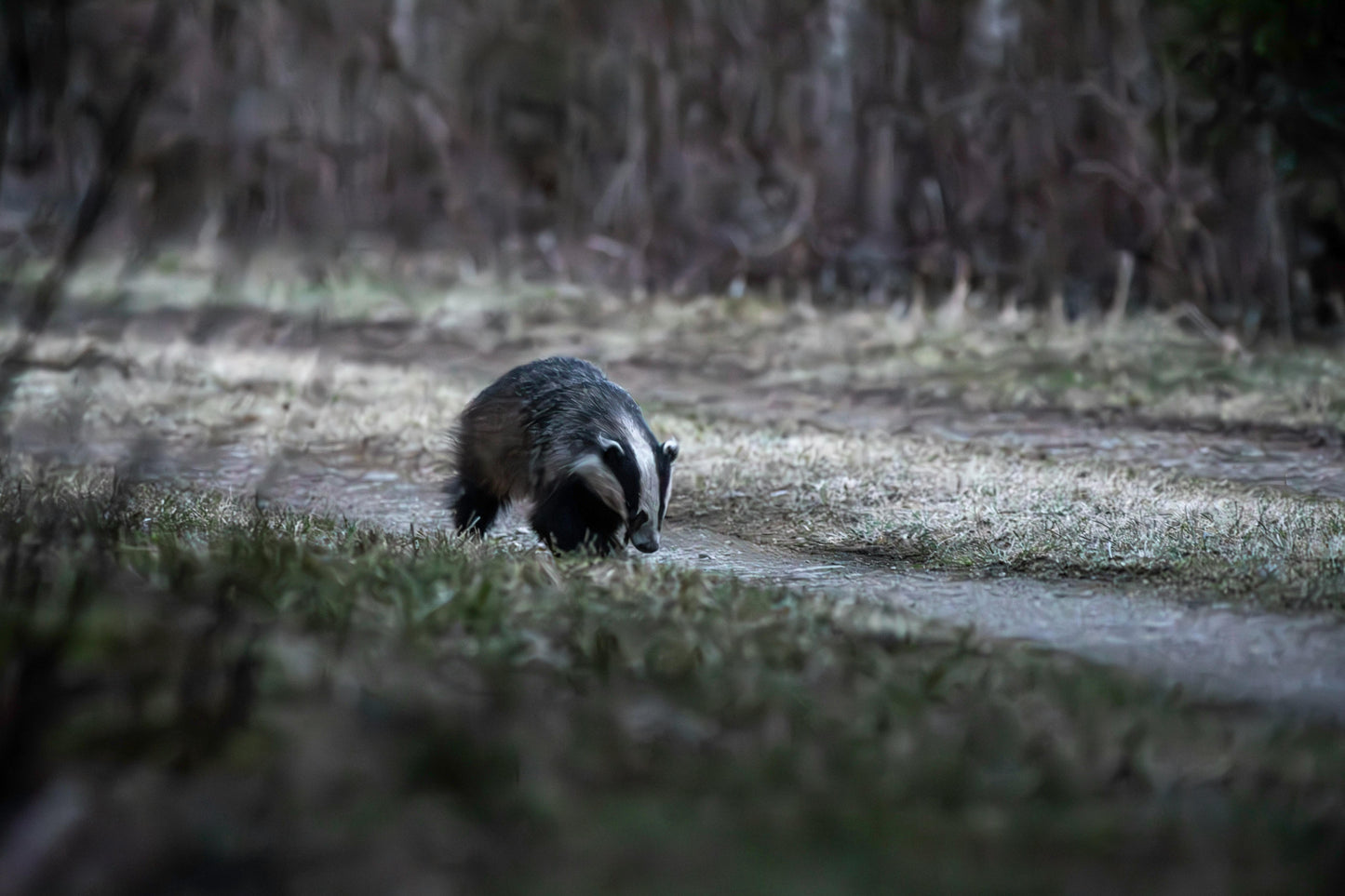 Dusk Wildlife Observation - Rila, Bulgaria