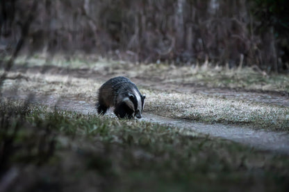 Dusk Wildlife Observation - Rila, Bulgaria