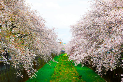 🌸 Last Cherry Blossom Walk - Spring Picnic with a Botanist