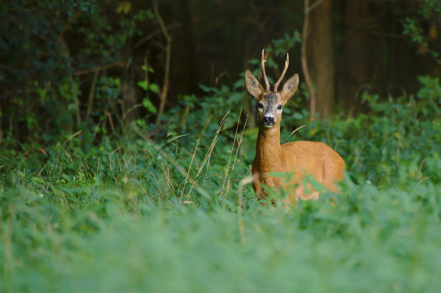 Dusk Wildlife Observation - Rila, Bulgaria