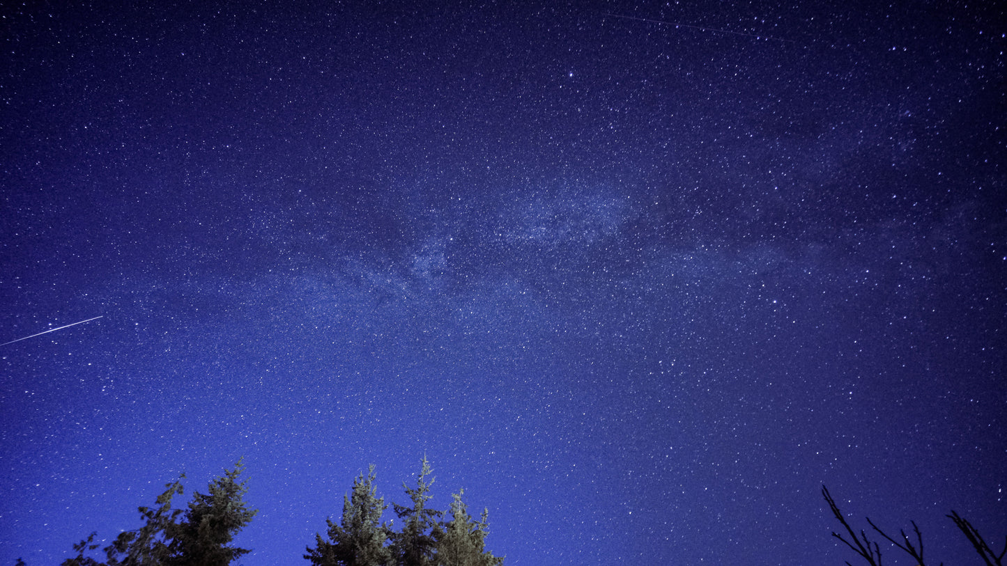 Perseids Meteor Shower & Night Wildlife Expedition