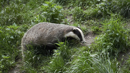 Perseids Meteor Shower & Night Wildlife Expedition