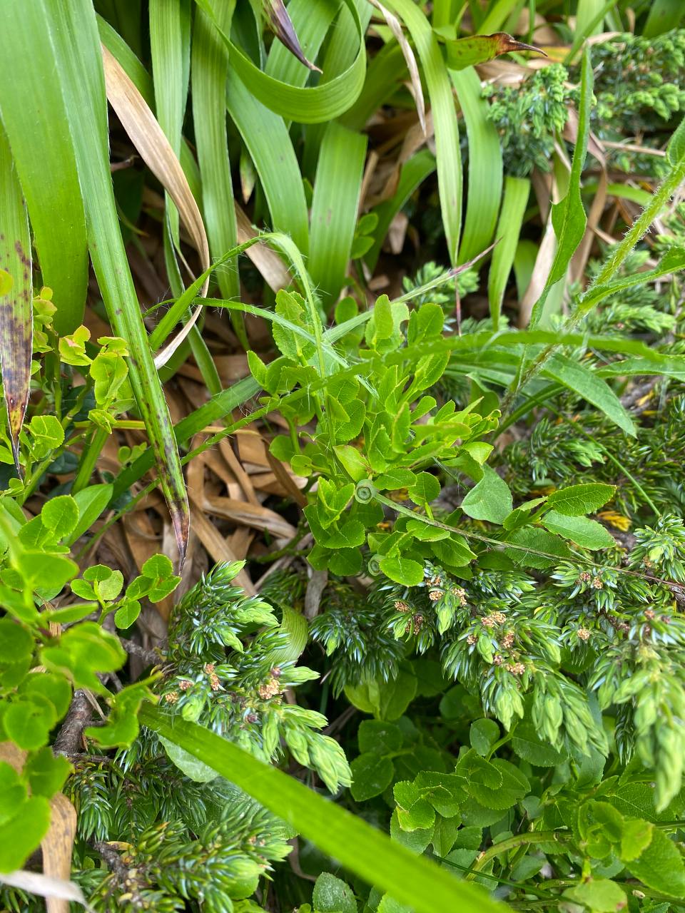 Vitosha Botanical Tour - Flora, Herbs & Mountain Walk