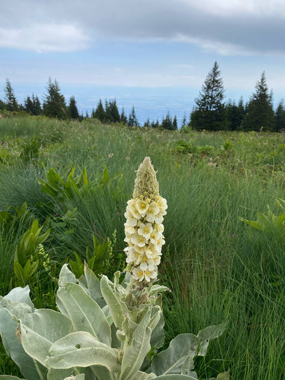 Vitosha Botanical Tour - Flora, Herbs & Mountain Walk