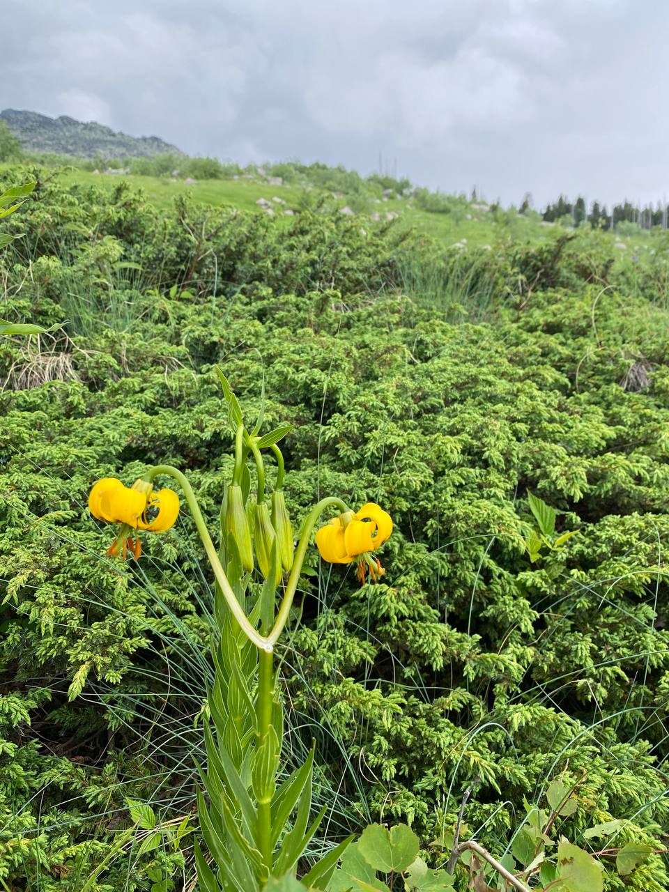 Vitosha Botanical Tour - Flora, Herbs & Mountain Walk
