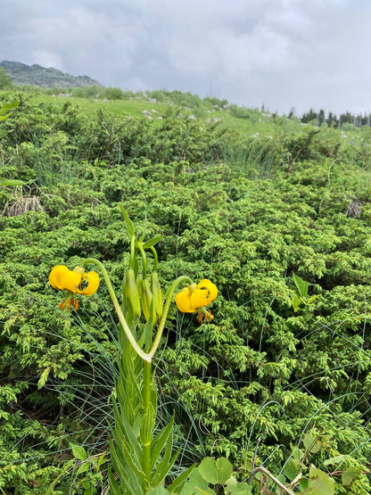 Vitosha Botanical Tour - Flora, Herbs & Mountain Walk