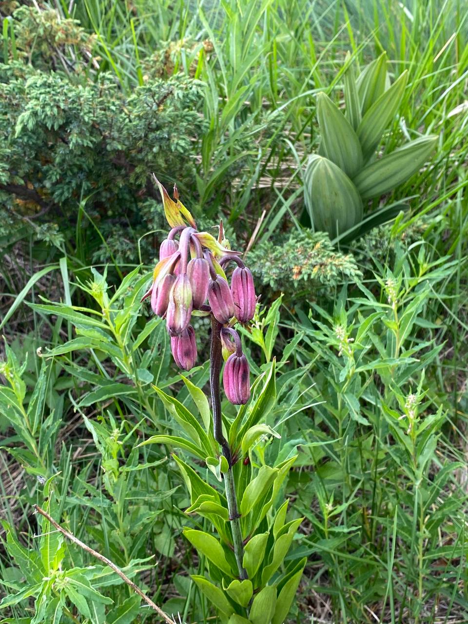 Vitosha Botanical Tour - Flora, Herbs & Mountain Walk