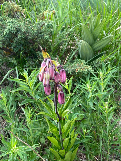 Vitosha Botanical Tour - Flora, Herbs & Mountain Walk