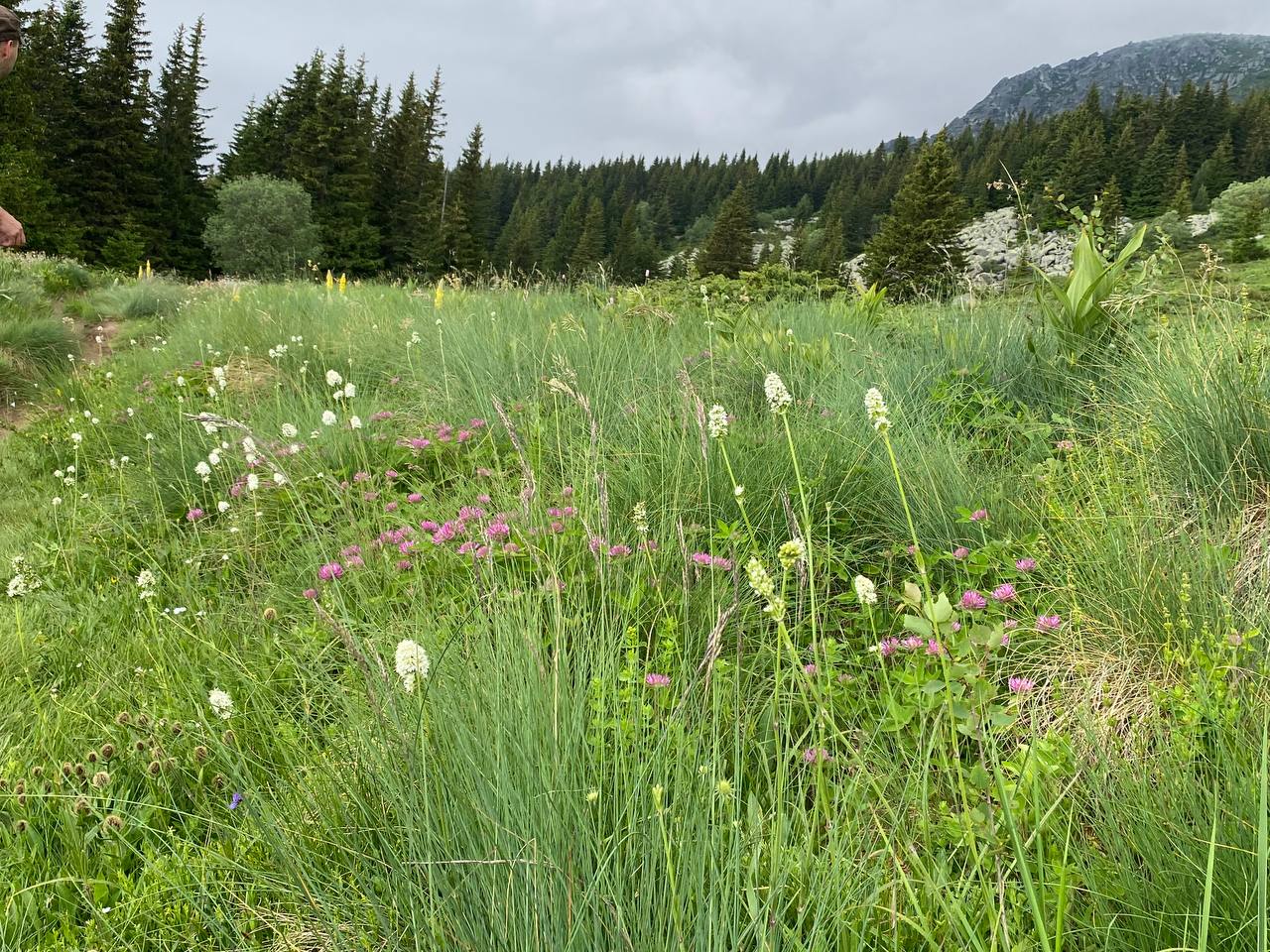 Vitosha Botanical Tour - Flora, Herbs & Mountain Walk
