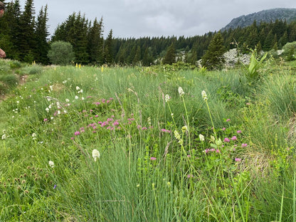 Vitosha Botanical Tour - Flora, Herbs & Mountain Walk