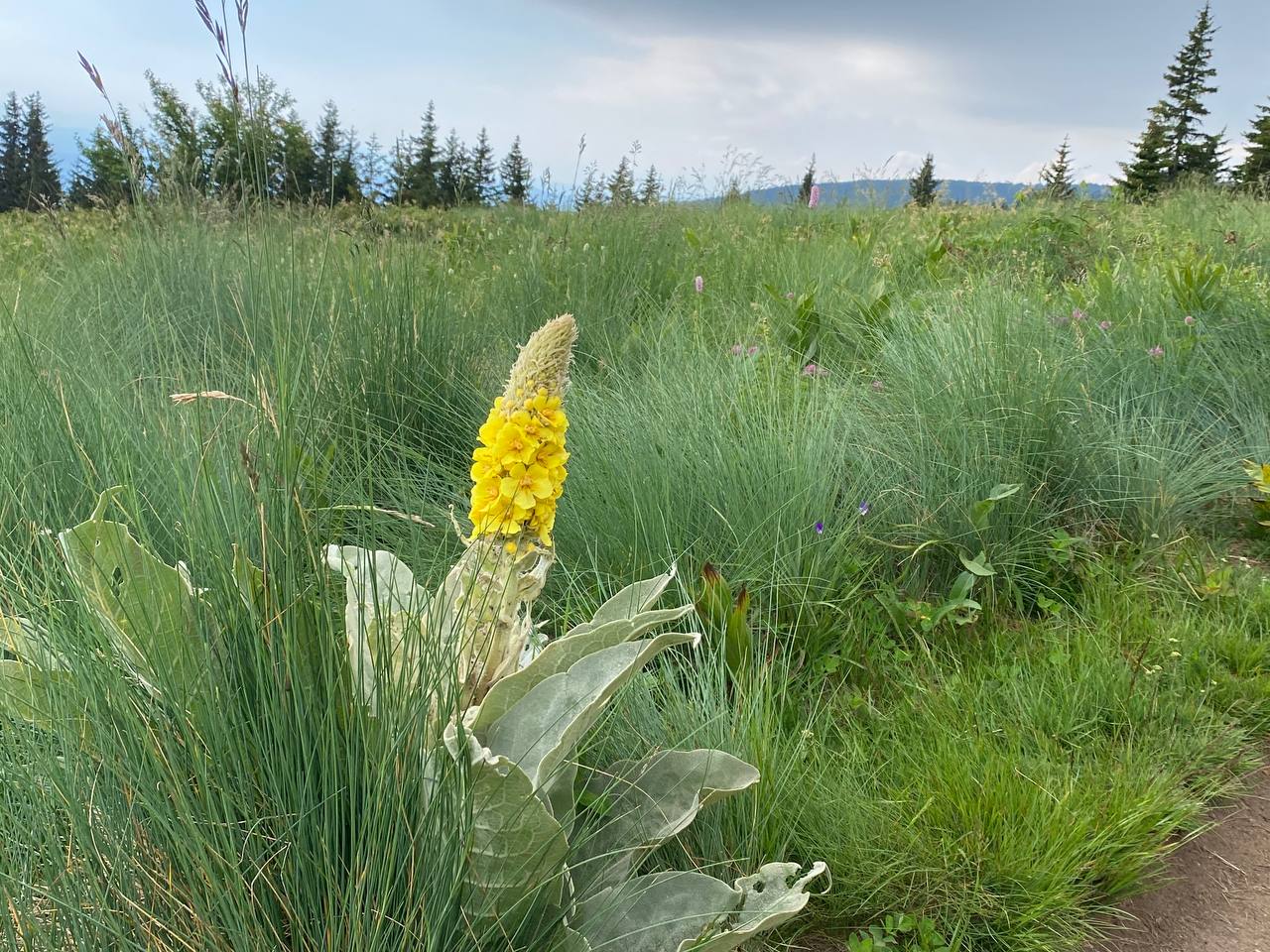 Vitosha Botanical Tour - Flora, Herbs & Mountain Walk