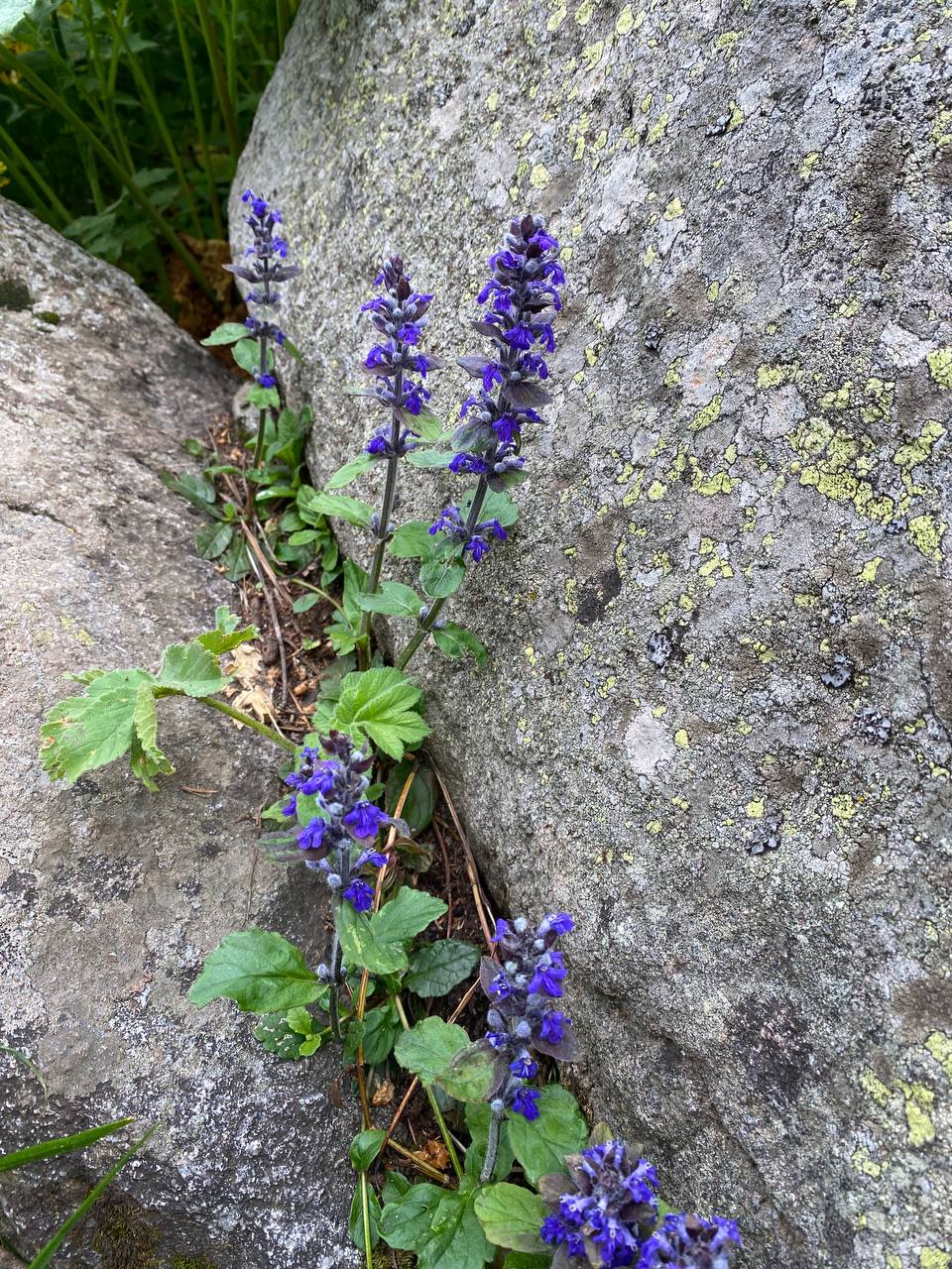Vitosha Botanical Tour - Flora, Herbs & Mountain Walk