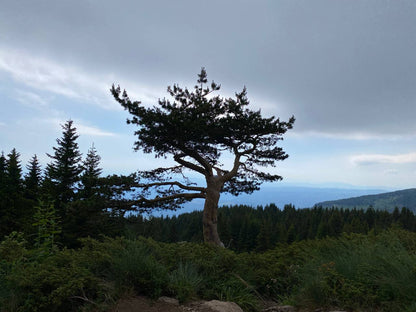 Vitosha Botanical Tour - Flora, Herbs & Mountain Walk