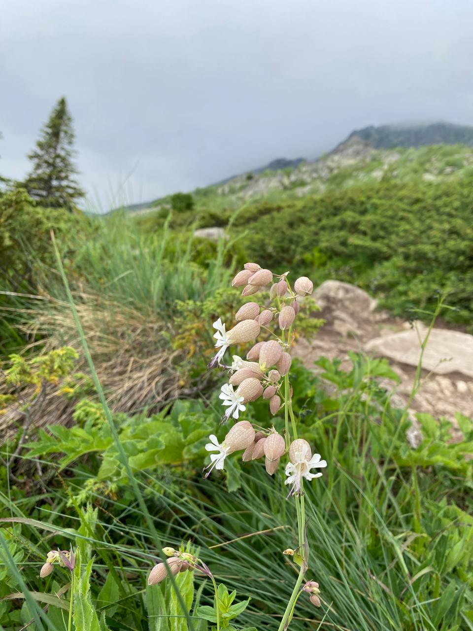 Vitosha Botanical Tour - Flora, Herbs & Mountain Walk