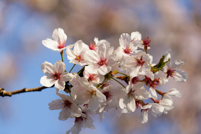 🌸 Last Cherry Blossom Walk - Spring Picnic with a Botanist