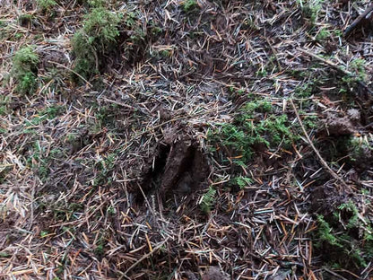 Wildlife Tracking: From Clues to Conservation - Vitosha Mountain, Bulgaria