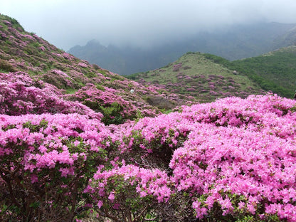 The Rhododendron Bloom & Fire-Dancing Expedition