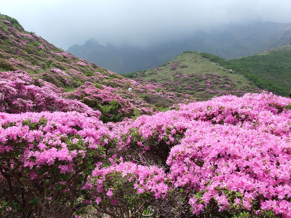 Strandzha Rhododendron Weekend - 23, 24, 25 May (choose your walk day)