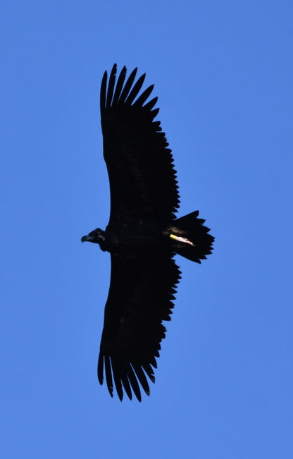 Vulture Spectacle: Wild Bird Safari - Montana, Bulgaria