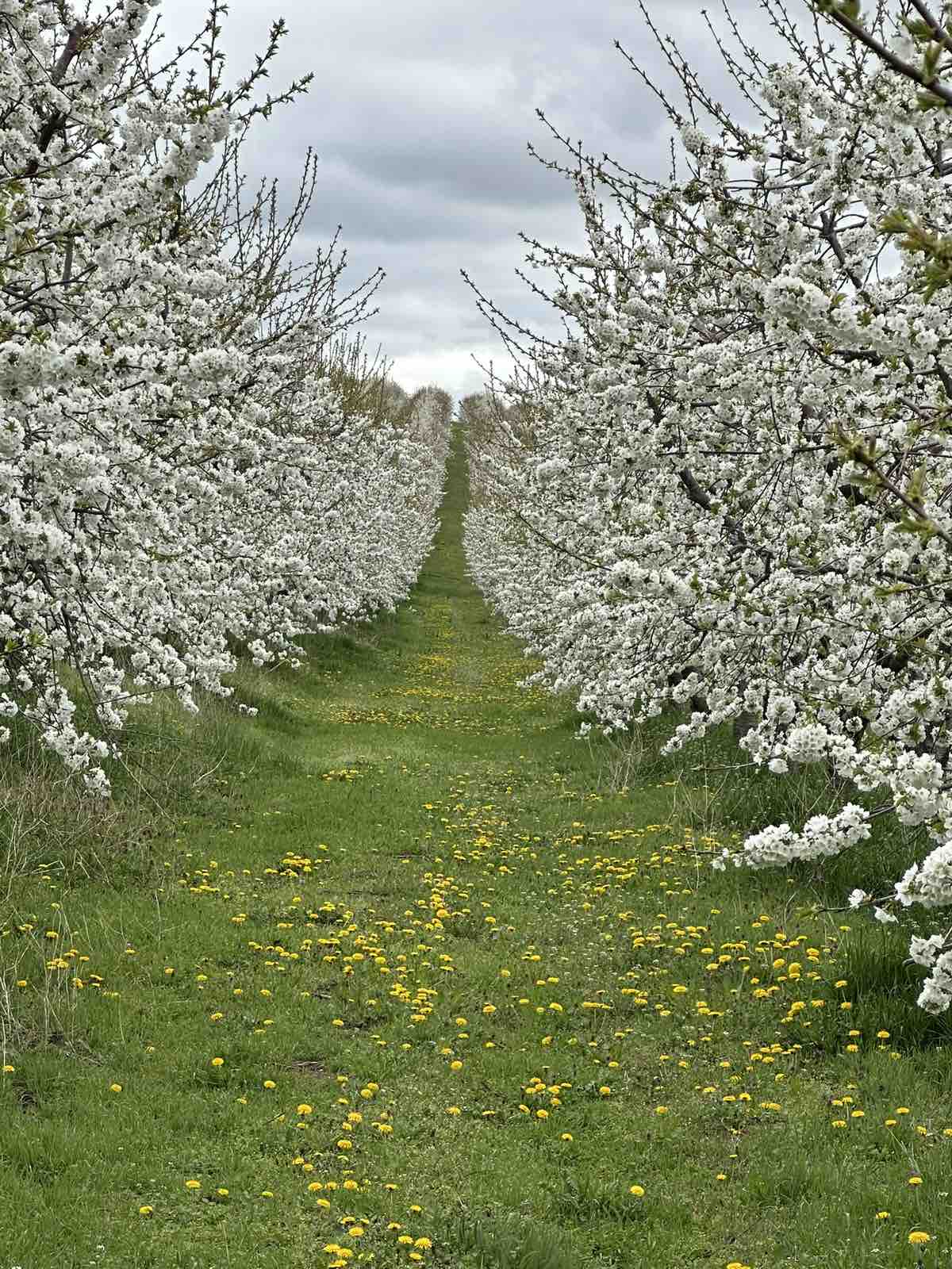 🌸 Last Cherry Blossom Walk - Spring Picnic with a Botanist