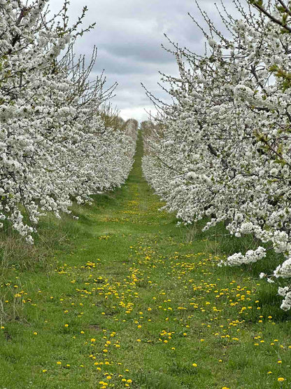 🌸 Last Cherry Blossom Walk - Spring Picnic with a Botanist